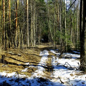 Весенний лес в окрестностях платформы "43 км"(Горьковское направление)