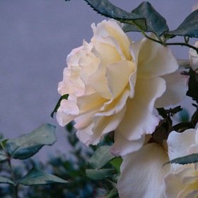 "Как хороши, как свежи были розы..." И.Мятлев