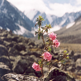 Каменный цветок. В горах Якутии.