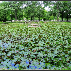 Езерото с лилиите в София