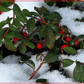 Красные ягоды под снегом…