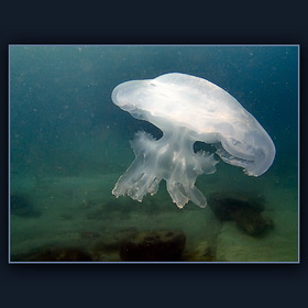 Подводно-грибное :)