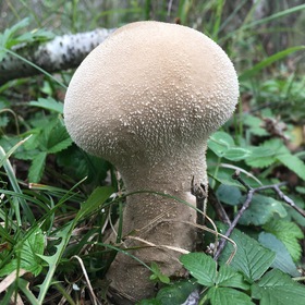 гриб.. несъедобный, но красивый