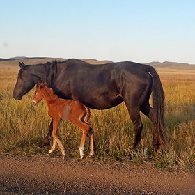 Лошадь с малышом