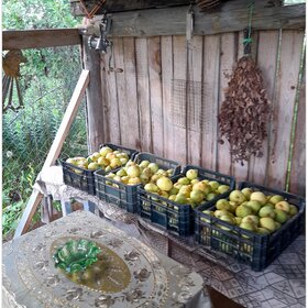 Мой урожай груш в этом году...