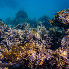 Кораллы на рифах в Макади Бей.