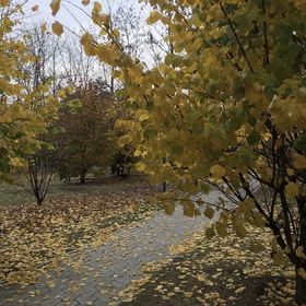 Осень, парки, желтая листва.