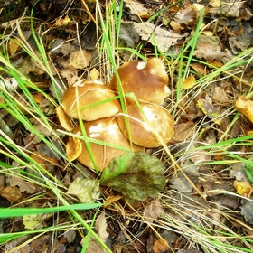 белые грибы...