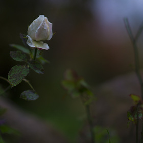 последняя роза в саду..