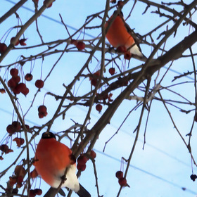 красногрудые птицы