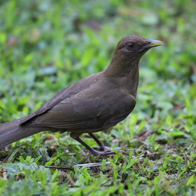 Глиняный дрозд, национальная птица Коста-Рики