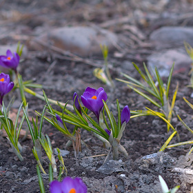 Весна, первые крокусы в Томске