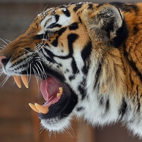 Глухое рычание тигра
