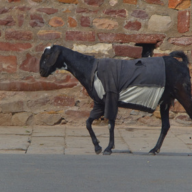Коза - Дереза в Индии.