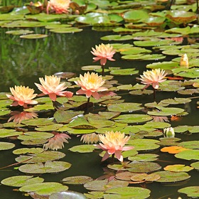 В Никитском ботаническом саду. Водяная лилия, нимфея.