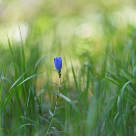 цветок болотный