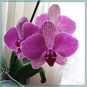 Орхидея (фаленопсис) IMG-20230910_10;09;02 -1 Р