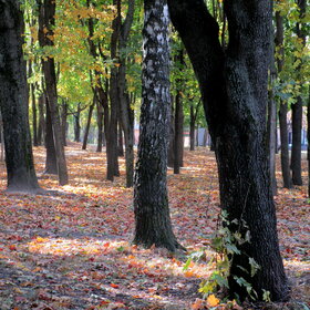 Мне нравится эта прекрасная осень, Как жёлтые листья шуршат под ногами, Как ветер холодный у листьев не спросит, Срывая их вниз, чтоб сложить между нами.