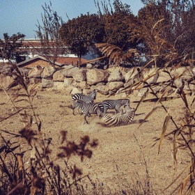 Играющие зебры
