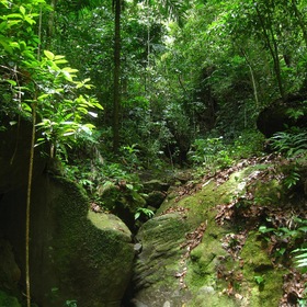 В джунглях острова Мартиника.