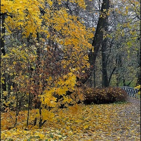 Листья... осень... мостик...